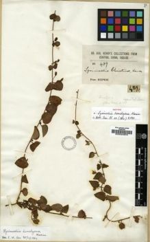 Type specimen at Edinburgh (E). Henry, Augustine: 489. Barcode: E00024970.