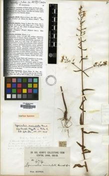 Type specimen at Edinburgh (E). Henry, Augustine: 474. Barcode: E00024974.
