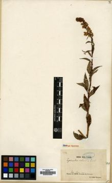 Type specimen at Edinburgh (E). Delavay, Pierre: 4283. Barcode: E00024985.