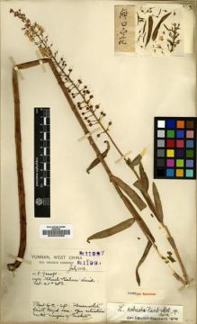Type specimen at Edinburgh (E). Howell, E.: 49. Barcode: E00024988.