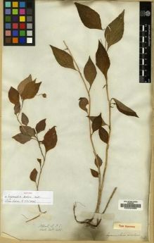Type specimen at Edinburgh (E). Wallich, Nathaniel: 1483. Barcode: E00024999.
