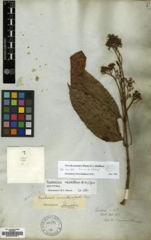 Type specimen at Edinburgh (E). Wallich, Nathaniel: 1667. Barcode: E00025091.