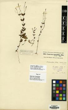 Type specimen at Edinburgh (E). Hohenacker, Rudolph: 305. Barcode: E00025231.