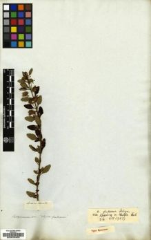 Type specimen at Edinburgh (E). Salzmann, Philipp: . Barcode: E00025405.