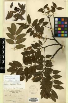 Type specimen at Edinburgh (E). Wilson, Ernest: 709. Barcode: E00025850.