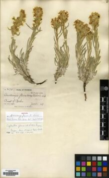 Type specimen at Edinburgh (E). Nelson, Aven: 3074. Barcode: E00026022.