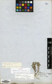 Type specimen at Edinburgh (E). Tolmie, William: . Barcode: E00026028.