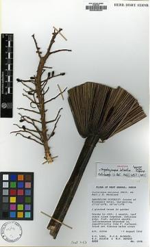 Type specimen at Edinburgh (E). Edinburgh Sikkim Expedition (1992): 1282. Barcode: E00026034.