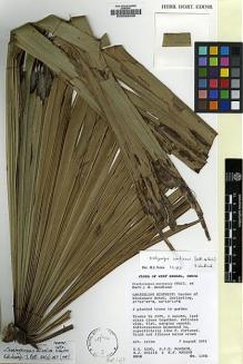Type specimen at Edinburgh (E). Edinburgh Sikkim Expedition (1992): 1282. Barcode: E00026036.