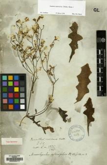 Type specimen at Edinburgh (E). Wallich, Nathaniel: 3275/385. Barcode: E00026413.