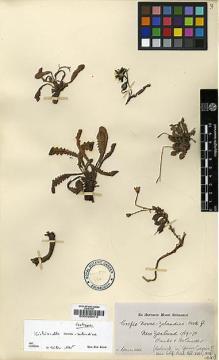 Type specimen at Edinburgh (E). Banks, Joseph; Solander, Daniel: . Barcode: E00026473.