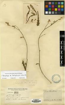 Type specimen at Edinburgh (E). Buchanan-Hamilton, Francis: 1833. Barcode: E00026475.