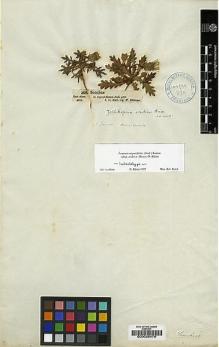Type specimen at Edinburgh (E). Schimper, Wilhelm: 208. Barcode: E00026476.