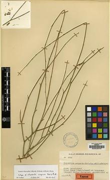 Type specimen at Edinburgh (E). Rechinger, Karl; Rechinger, Frida: 3950. Barcode: E00026478.