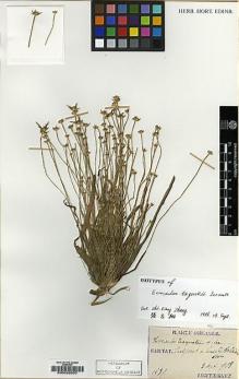 Type specimen at Edinburgh (E). Taquet, Emile: 1589. Barcode: E00026930.