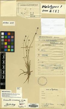 Type specimen at Edinburgh (E). Chow, C.: 4676. Barcode: E00026963.
