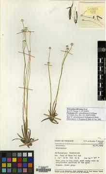 Type specimen at Edinburgh (E). van Beusekom, C.F. & Smitinand, T.: 2141. Barcode: E00026984.