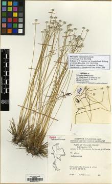 Type specimen at Edinburgh (E). Charoenphol, C.; Larsen, K. &  Warncke, E.: 4800. Barcode: E00027041.