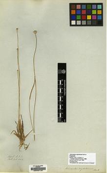 Type specimen at Edinburgh (E). Wallich, Nathaniel: 6069. Barcode: E00027125.