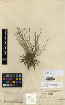Type specimen at Edinburgh (E). Buchanan-Hamilton, Francis: 348. Barcode: E00027135.
