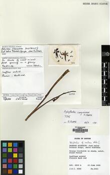 Type specimen at Edinburgh (E). Wood, John: 6403. Barcode: E00027282.