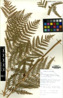 Type specimen at Edinburgh (E). : 27053. Barcode: E00027285.