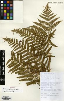 Type specimen at Edinburgh (E). : 27053. Barcode: E00027286.