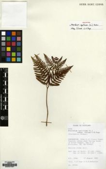 Type specimen at Edinburgh (E). : 27053. Barcode: E00027287.