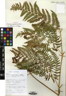 Type specimen at Edinburgh (E). : 27053. Barcode: E00027288.