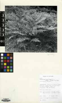 Type specimen at Edinburgh (E). : 27053. Barcode: E00027289.