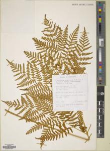 Type specimen at Edinburgh (E). : 27050. Barcode: E00027291.