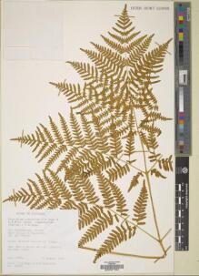 Type specimen at Edinburgh (E). : 27050. Barcode: E00027292.