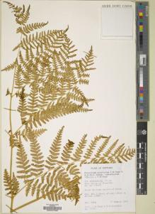 Type specimen at Edinburgh (E). : 27050. Barcode: E00027388.