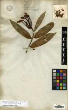 Type specimen at Edinburgh (E). : 342. Barcode: E00027750.