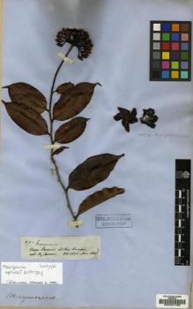 Type specimen at Edinburgh (E). Spruce, Richard: 2710. Barcode: E00027766.