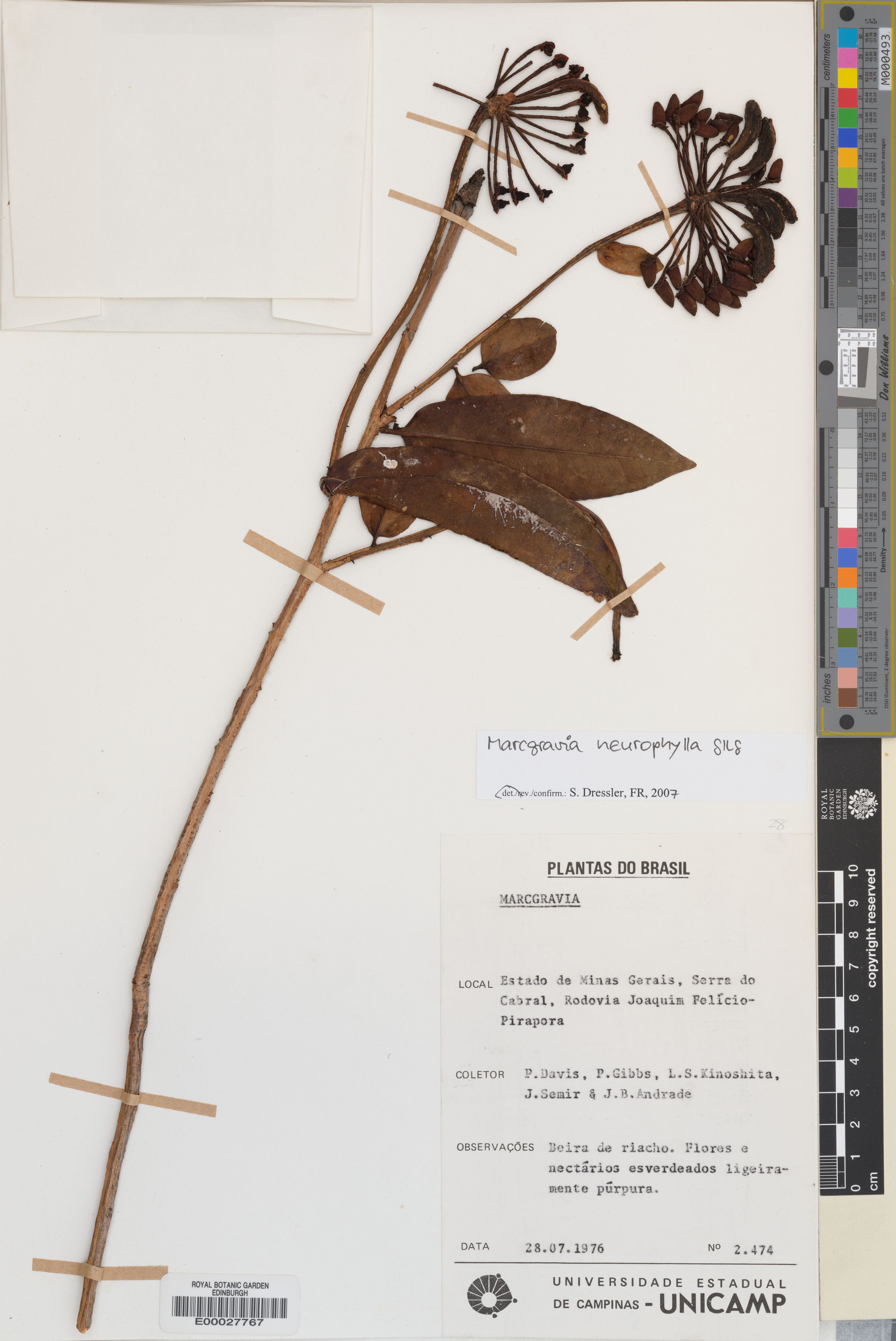 Marcgravia neurophylla