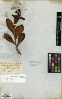 Type specimen at Edinburgh (E). Gardner, George: 333. Barcode: E00027769.