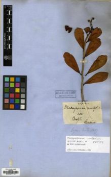 Type specimen at Edinburgh (E). Gardner, George: 333. Barcode: E00027770.