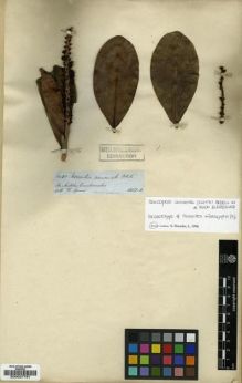 Type specimen at Edinburgh (E). Spruce, Richard: 6020. Barcode: E00027781.