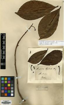 Type specimen at Edinburgh (E). Focke, Hendrick: . Barcode: E00027796.
