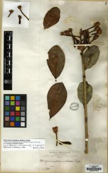 Type specimen at Edinburgh (E). Bang, Miguel: 390. Barcode: E00027803.