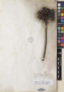 Type specimen at Edinburgh (E). Triana, Jose: 1801. Barcode: E00027870.