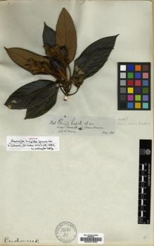Type specimen at Edinburgh (E). Spruce, Richard: 3248. Barcode: E00027886.