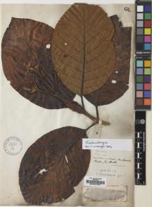 Type specimen at Edinburgh (E). Purdie, William: S.N.. Barcode: E00027901.