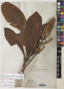 Type specimen at Edinburgh (E). Purdie, William: S.N.. Barcode: E00027902.