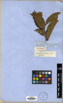 Type specimen at Edinburgh (E). Spruce, Richard: 4247. Barcode: E00027903.