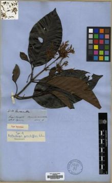Type specimen at Edinburgh (E). Spruce, Richard: 4581. Barcode: E00027904.