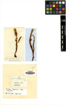 Type specimen at Edinburgh (E). Sibbald, A.: . Barcode: E00028085.
