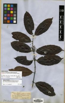 Type specimen at Edinburgh (E). Spruce, Richard: 2099. Barcode: E00028397.