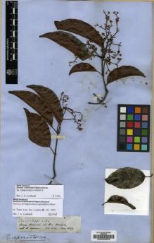 Type specimen at Edinburgh (E). Spruce, Richard: 2409. Barcode: E00028398.
